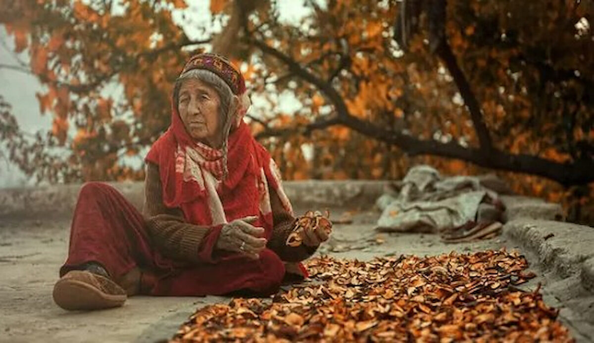 An elderly woman in red sorting apricots laid out to dry beneath an autumn tree